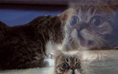 Ser feliz dá trabalho